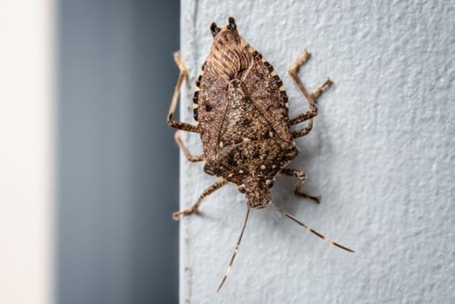 brown marmorated stink bug