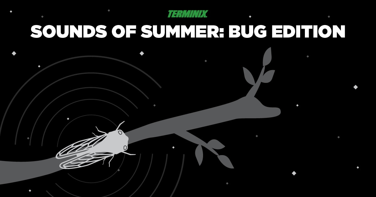 bug sounds of summer thumb