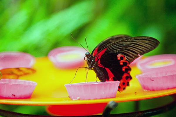 butterfly feeder