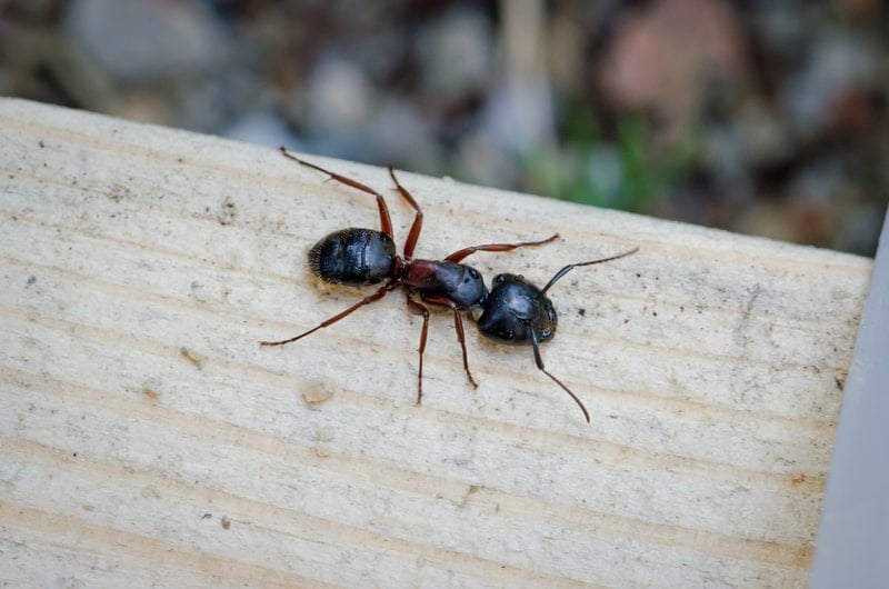close up of a carpenter ant