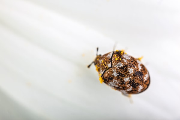 carpet beetle on white background