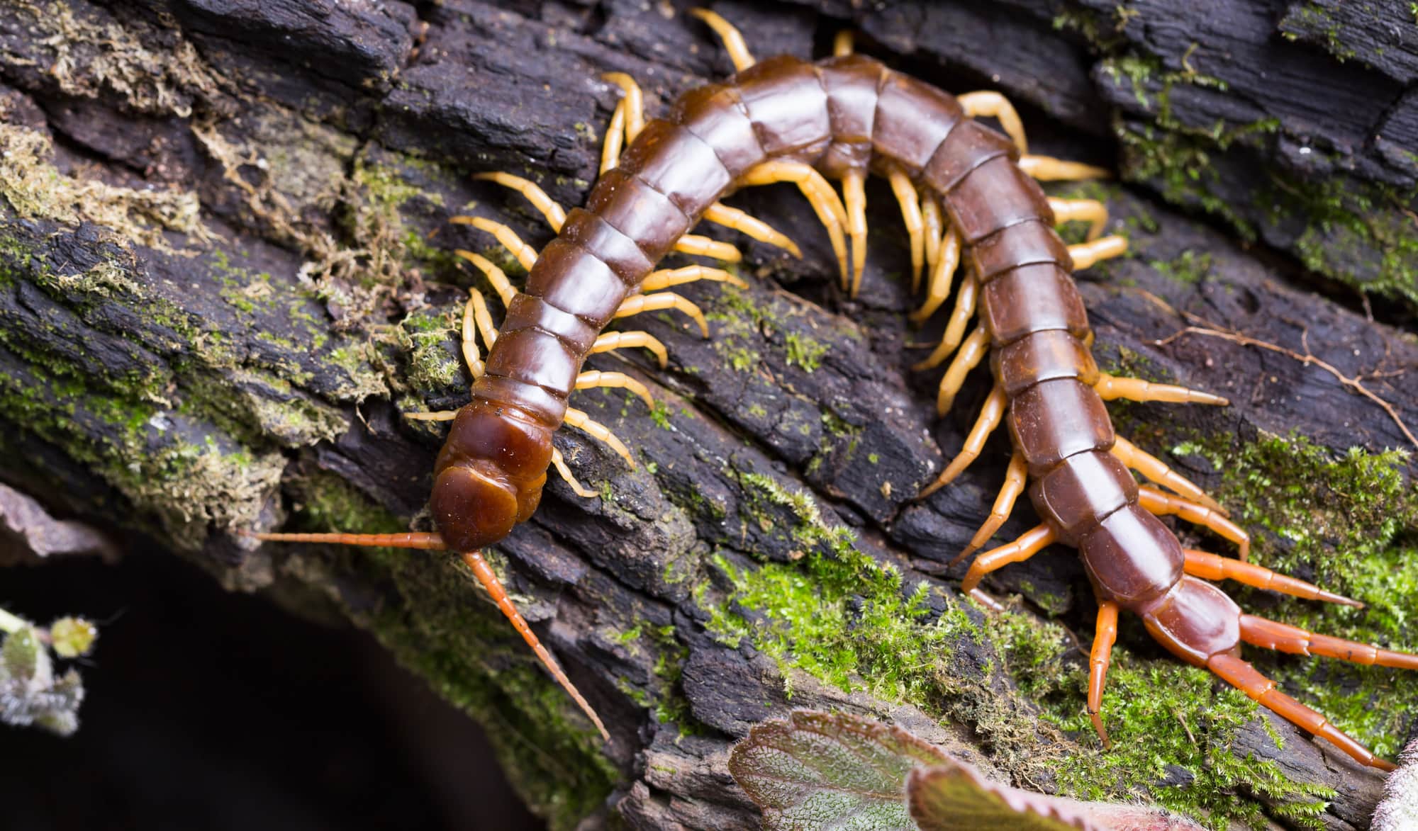 centipede