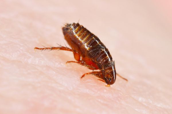 close up flea feeding