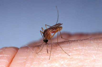 northern mosquito