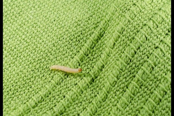 small white bugs