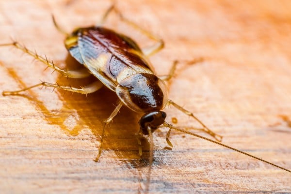 Close up of a cockroach