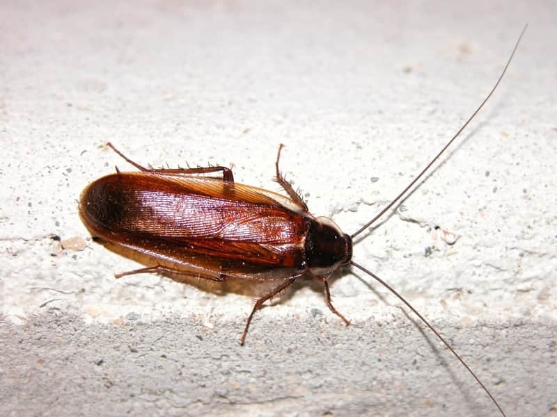 cockroach-climbing