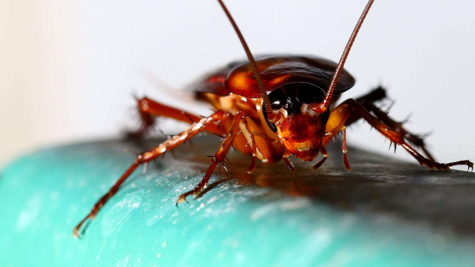 cockroach-on-food