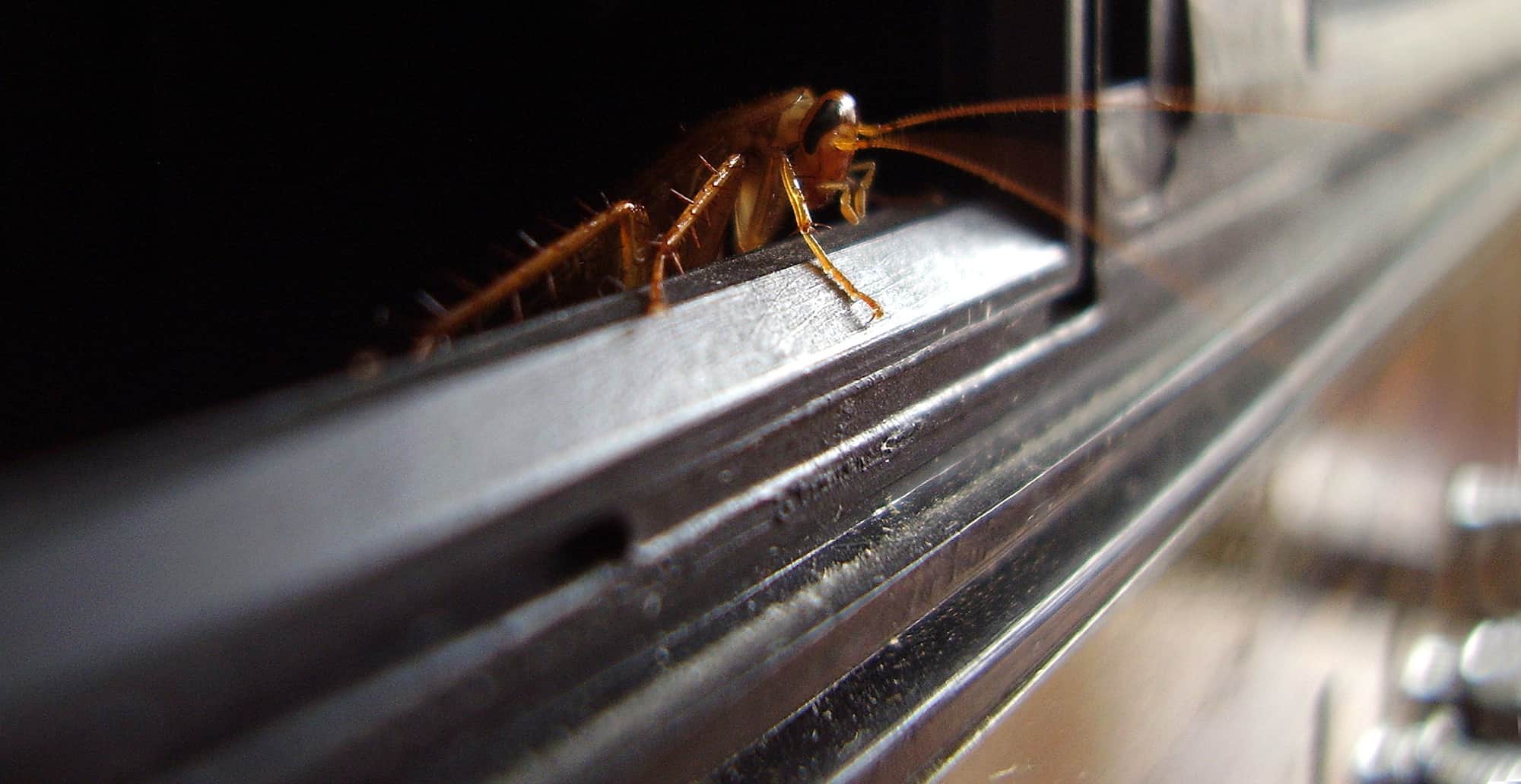 cockroach-hiding-place