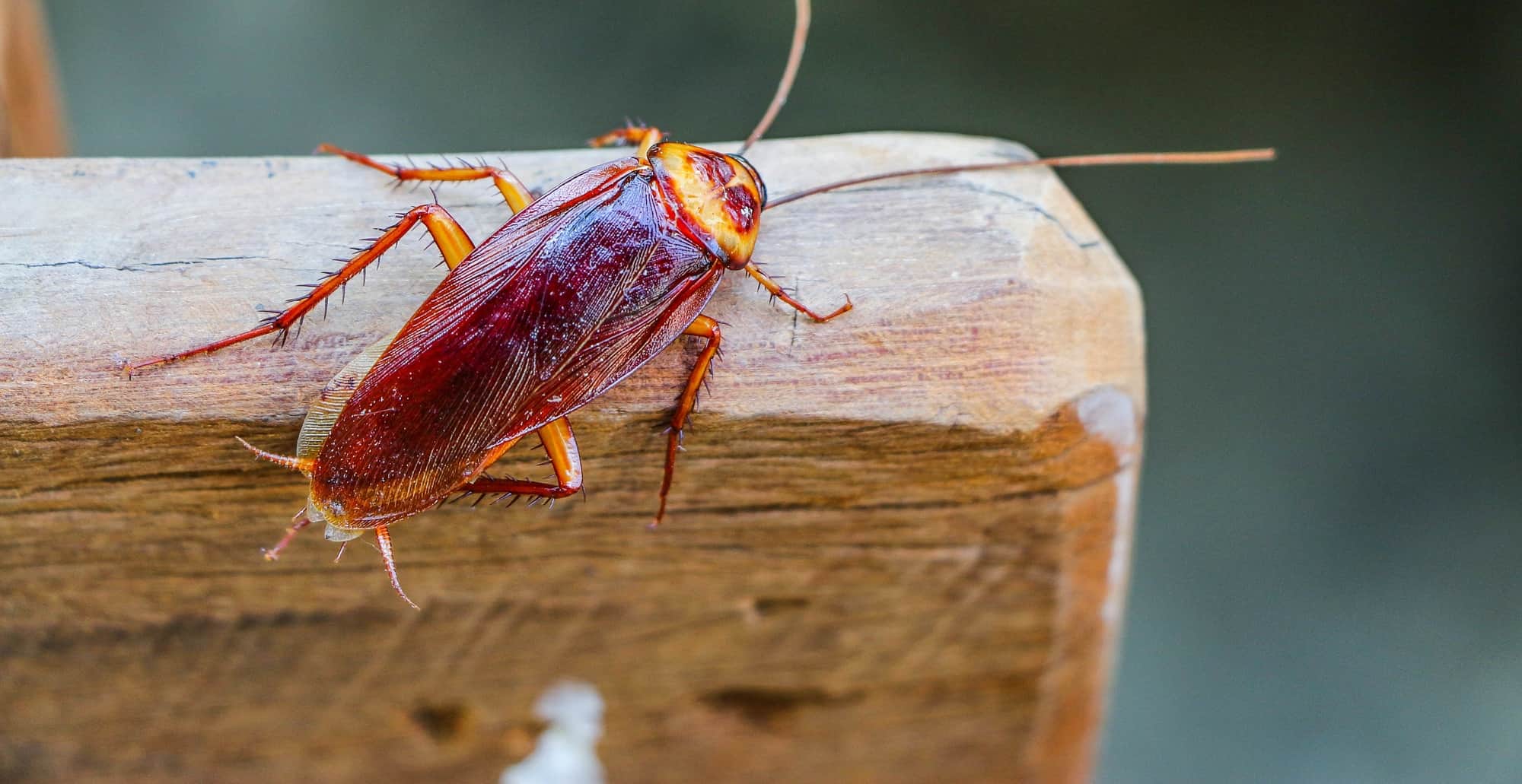 cockroach-in-home-winter