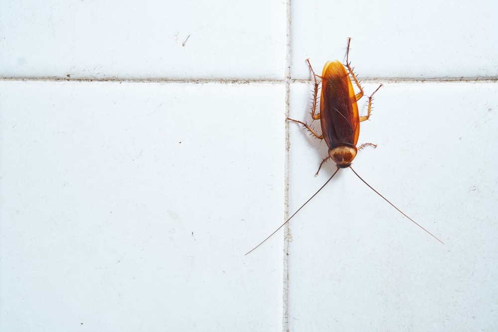 cockroach on tile wall
