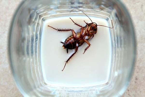 cockroach in the kitchen