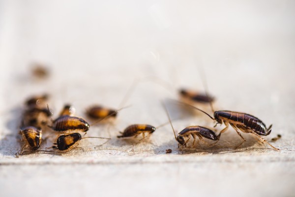 Cockroaches & nymphs