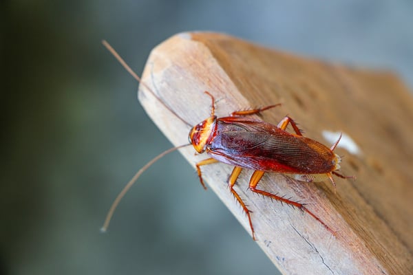 cockroach on the edge of a piece of wood