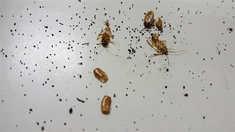 cockroaches and their droppings