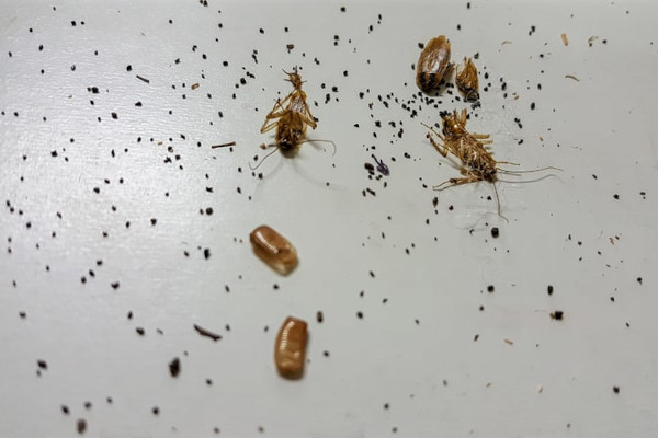cockroach-poop