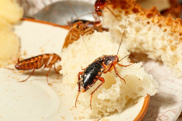 roaches crawling over bread scraps