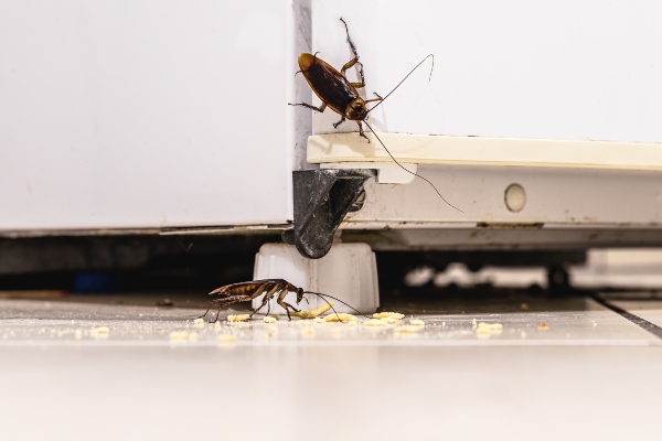Two cockroaches eating crumb next to a refrigerator 