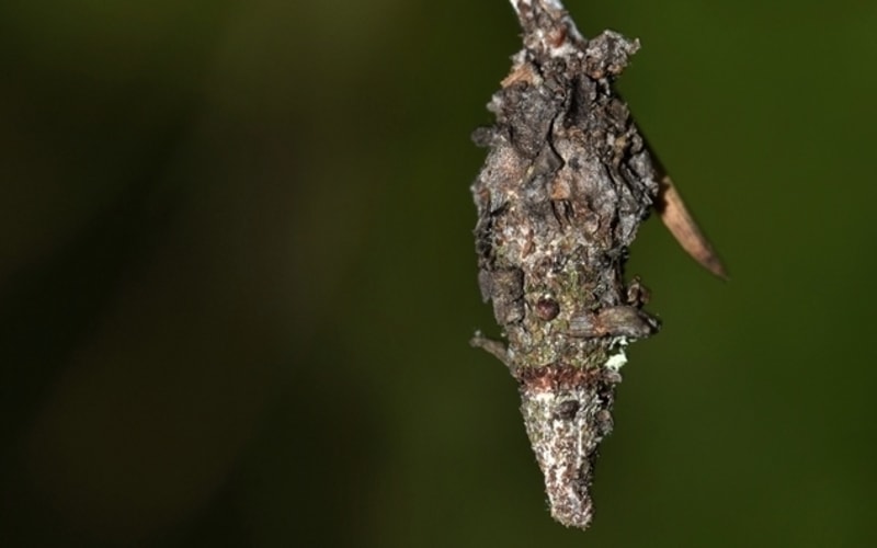 cocoon