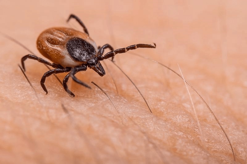 deer tick crawling on human