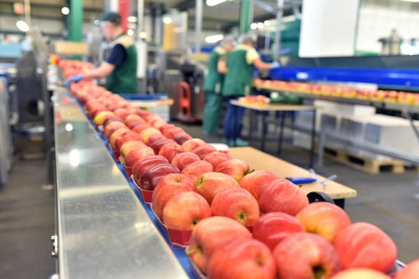 Apples in a food processing facility