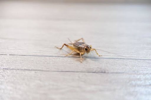 cricket resting