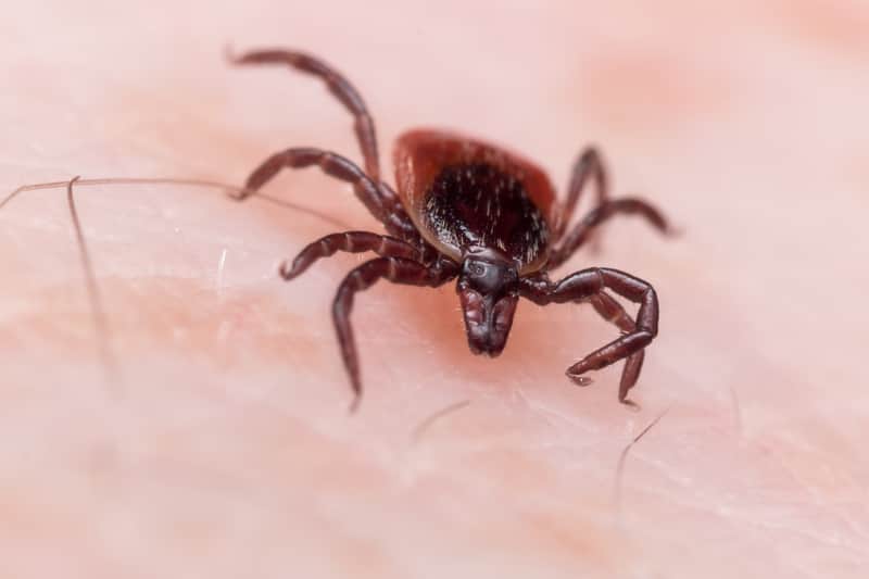 Tick on skin