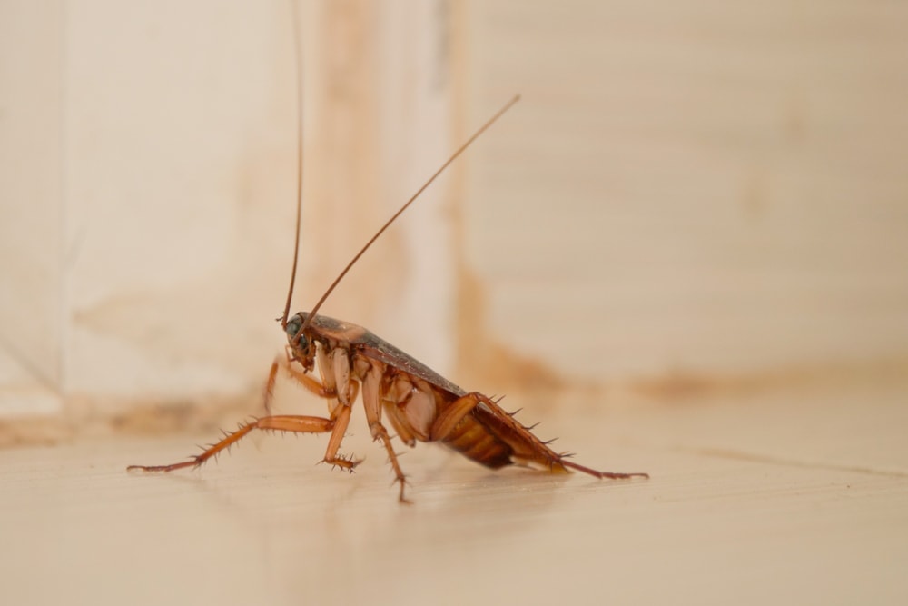 does-vinegar-kill-roaches