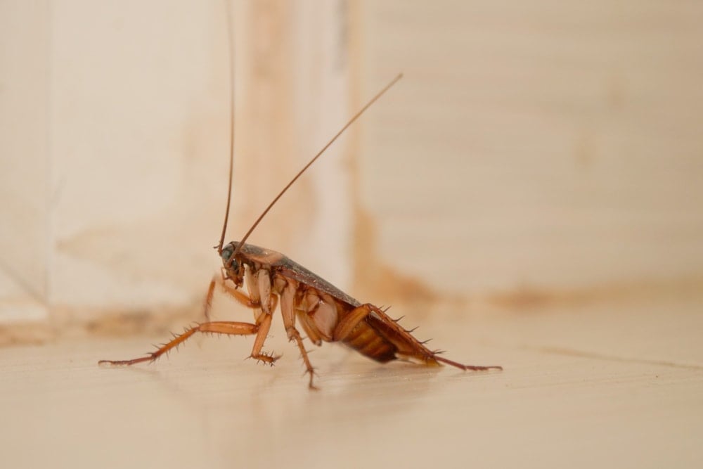 does-vinegar-kill-roaches