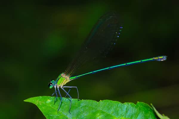dragonfly-in-forest