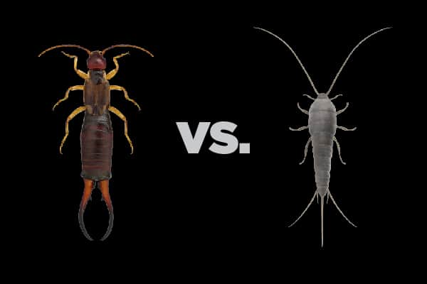 earwigs-silverfish-the-same-thumb