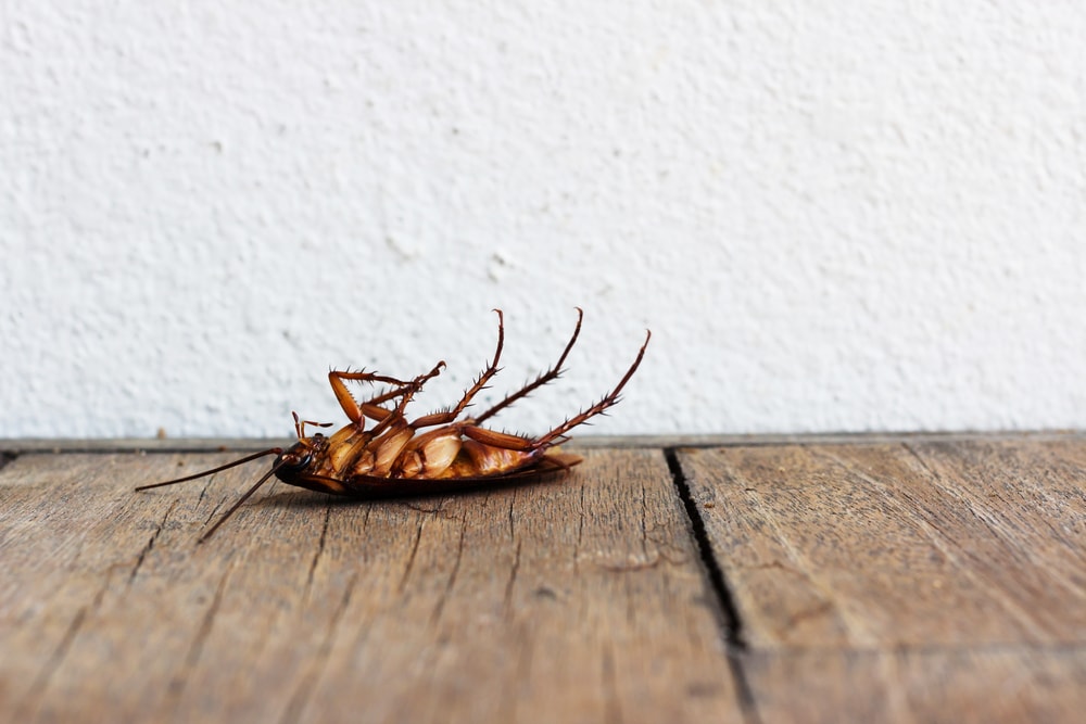 electronic-cockroach-repellent-work