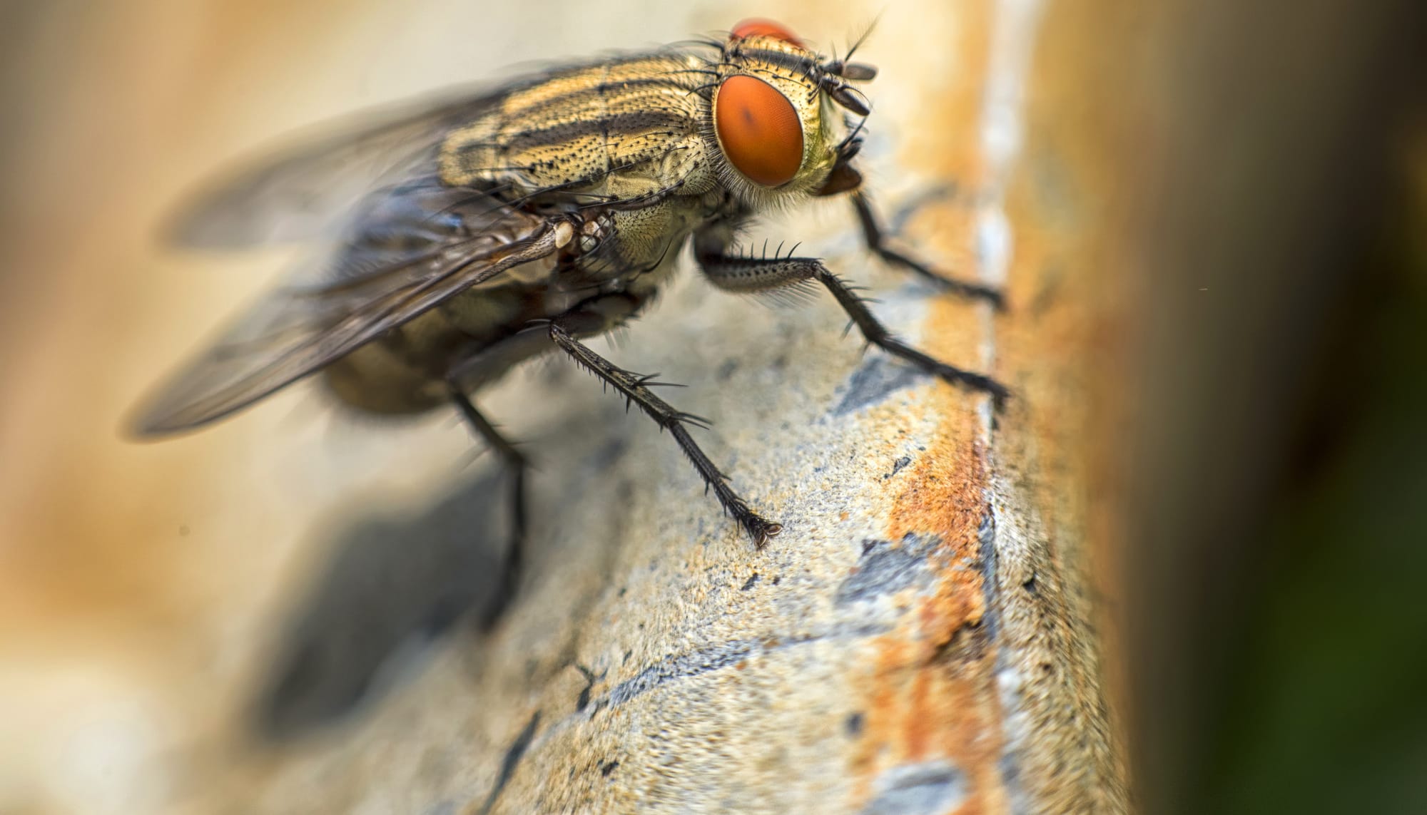 fly-forensic-entomology