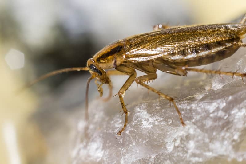 german cockroaches