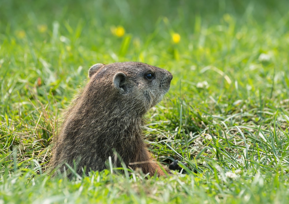 get-rid-of-groundhogs-in-your-yard