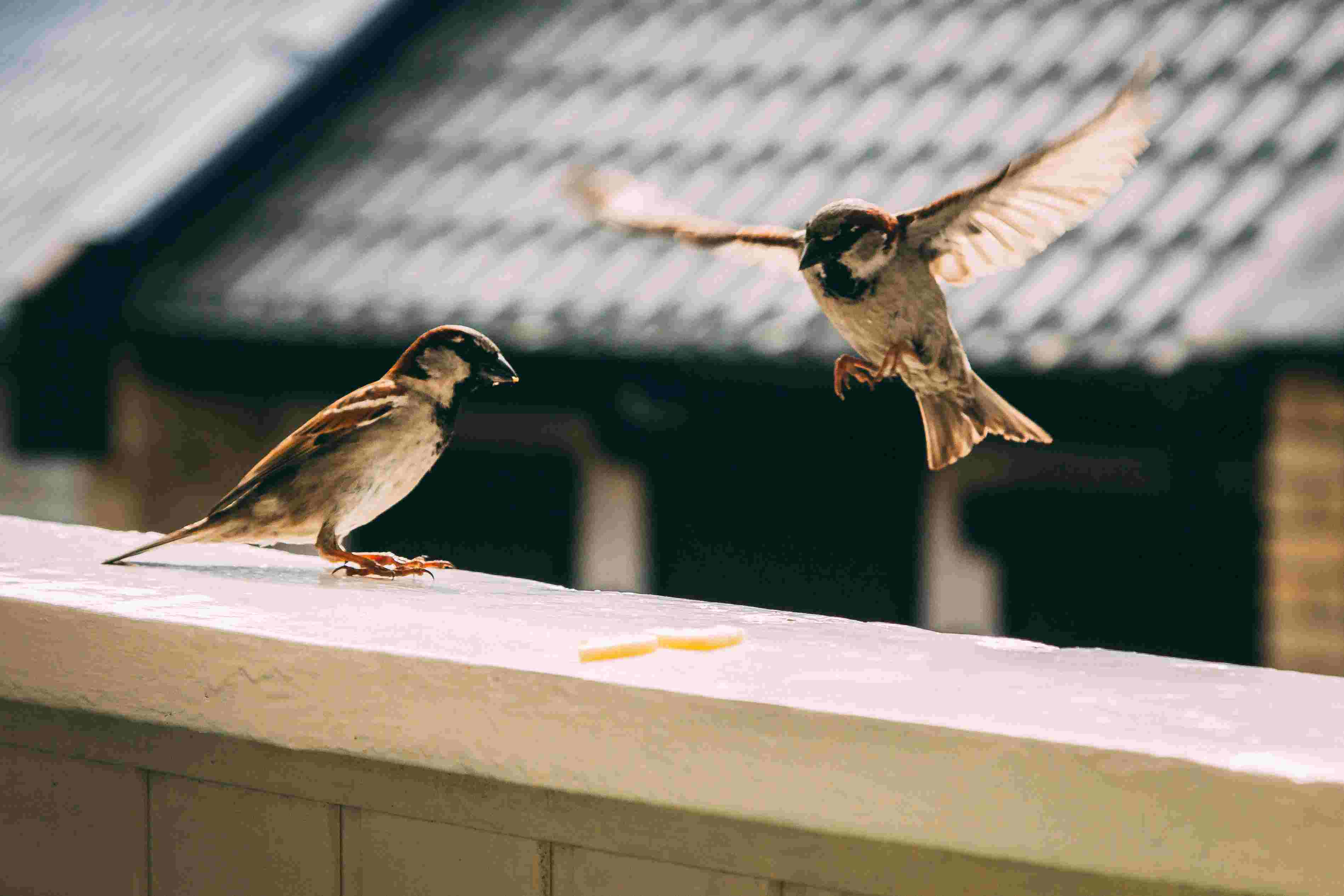 sparrows on a railing