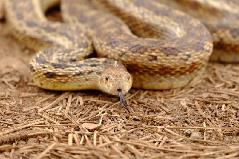 gopher snake
