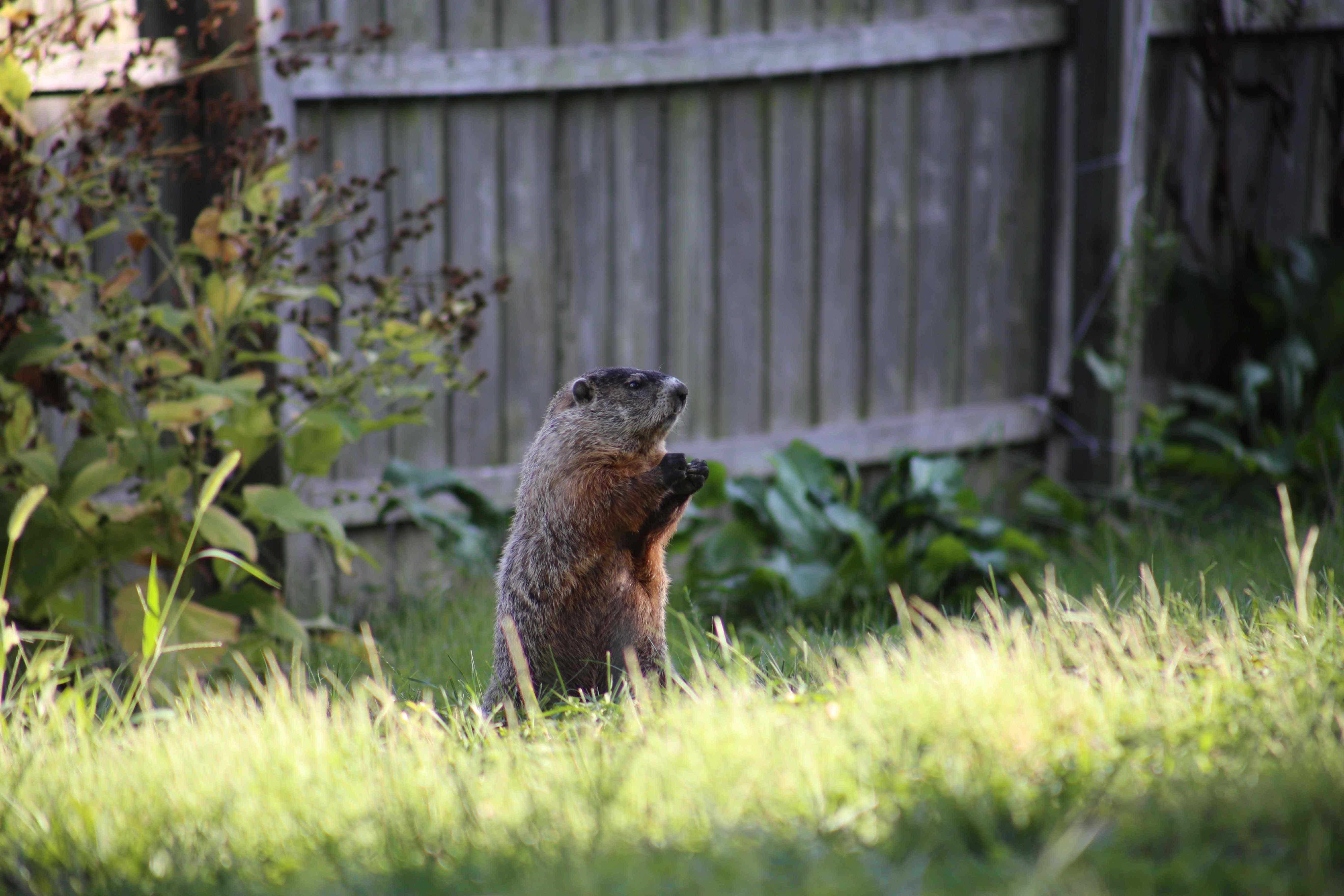 groundhog poison