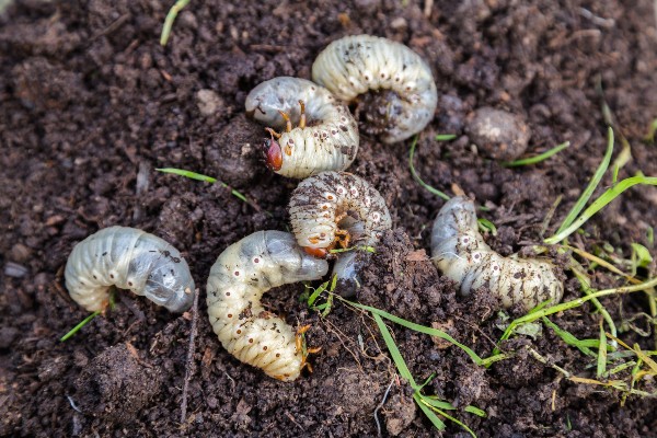 grubs in the dirt