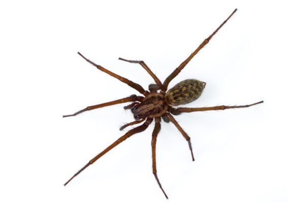 hobo spider 1
