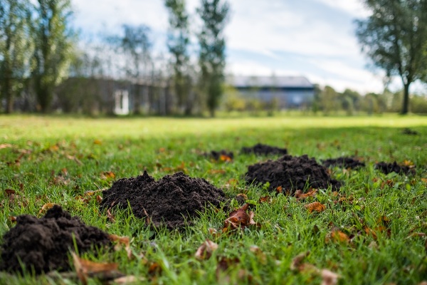 digging holes in garden