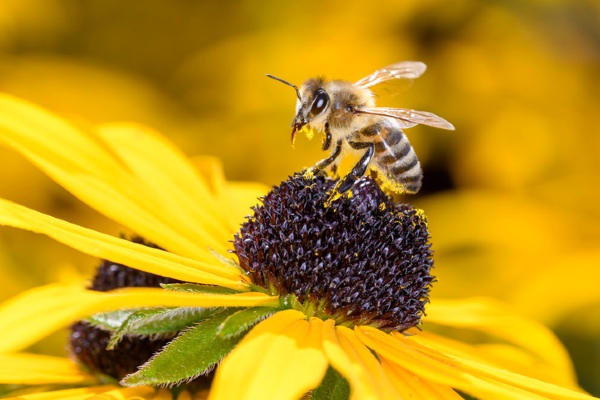 honey bee on flower