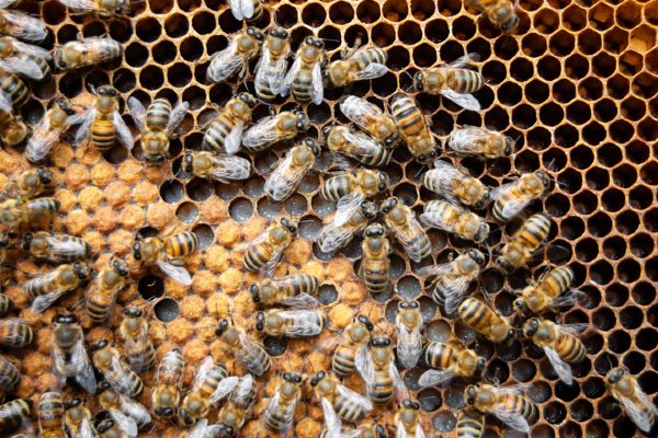 honey bees on honey comb