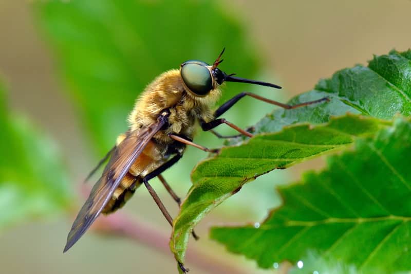 horse fly