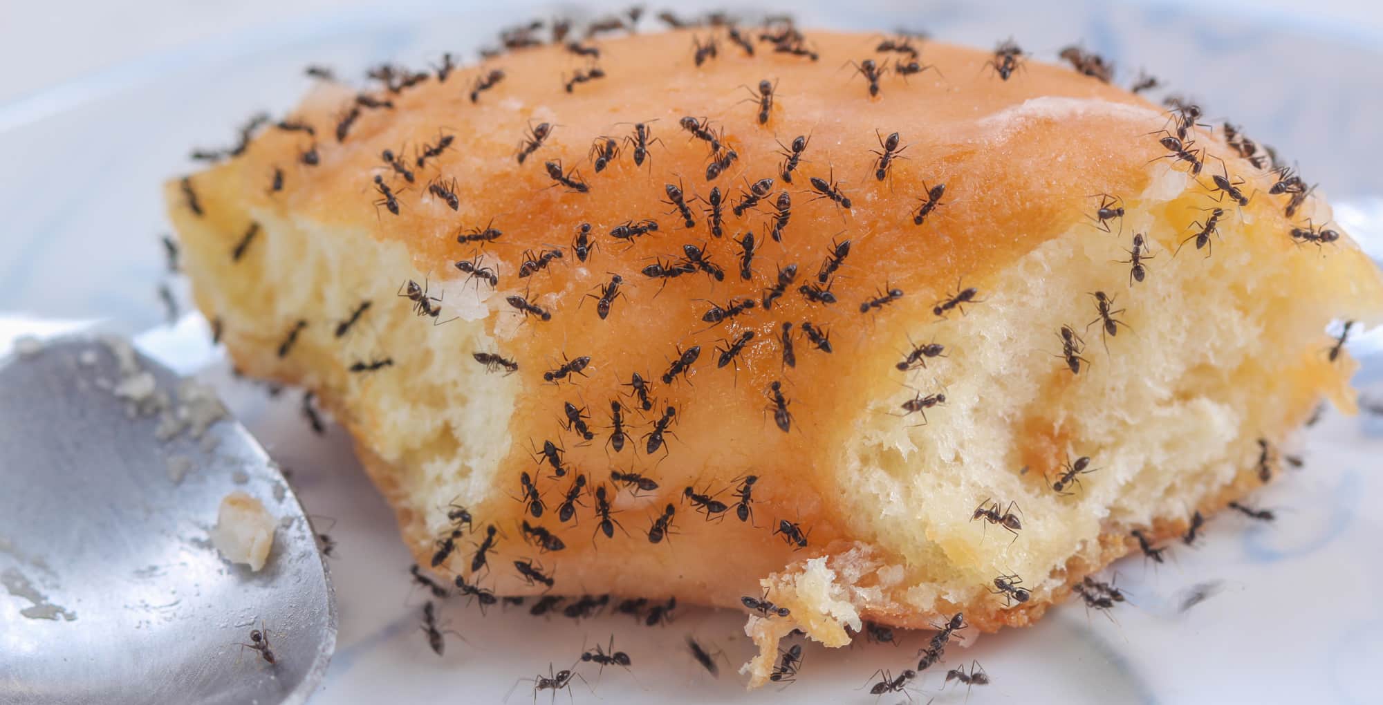 how ants find food