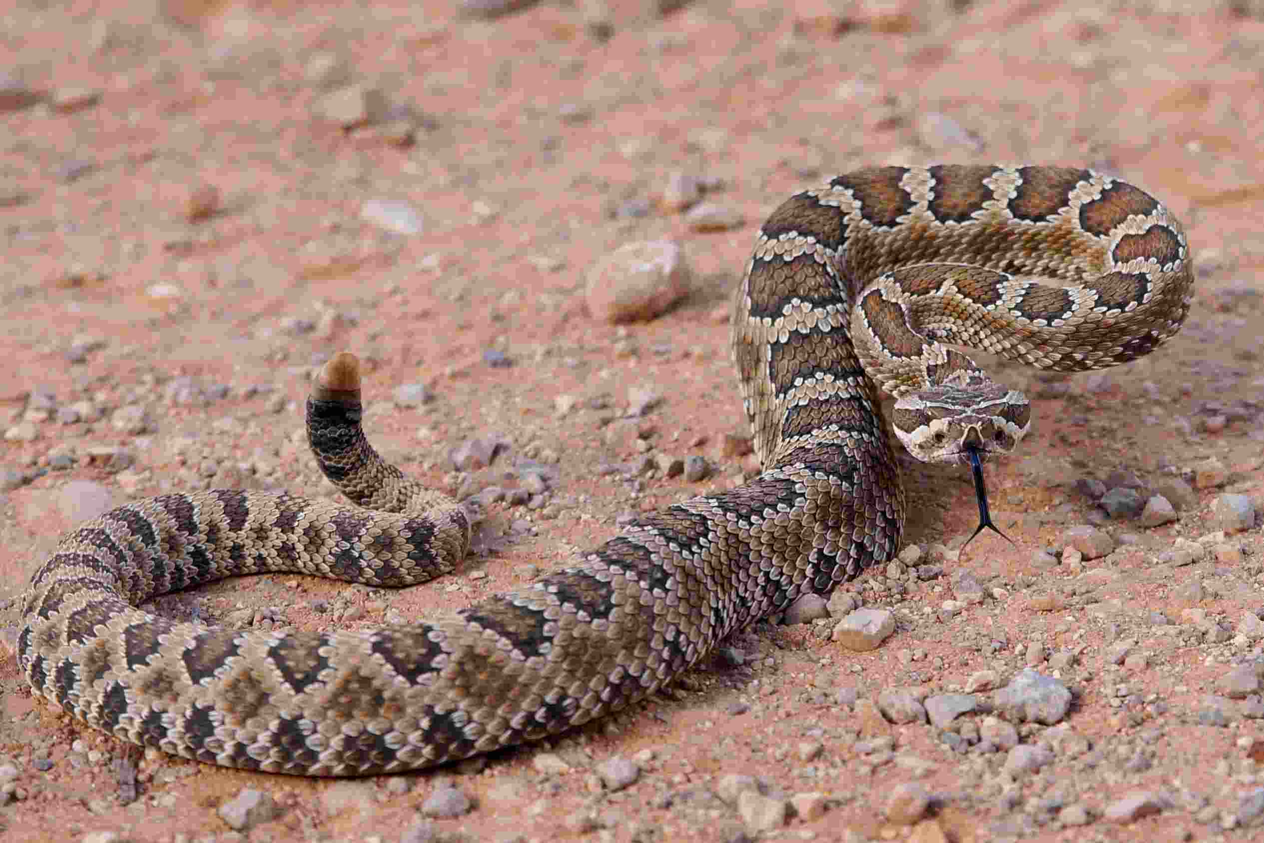 rattlesnake about to strike