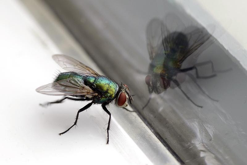 House fly on window sill