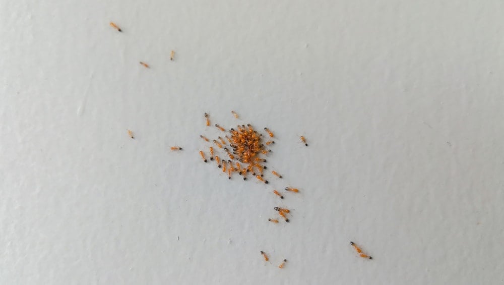 how-to-get-rid-of-red-ants
