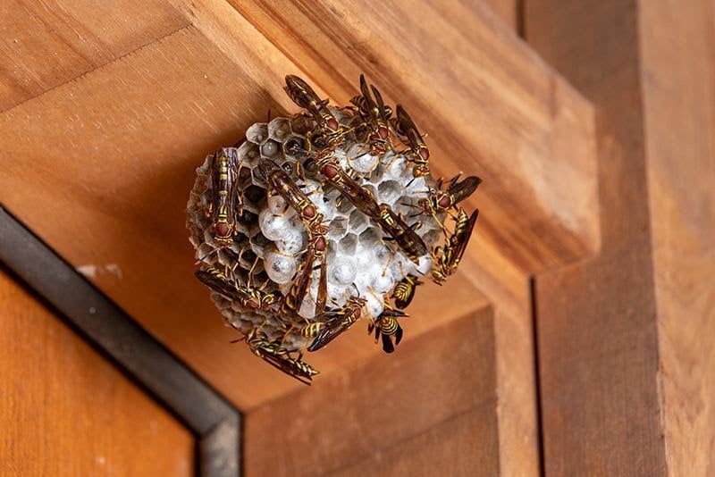 wasp nest
