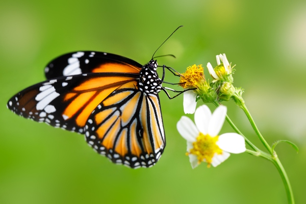 butterfly